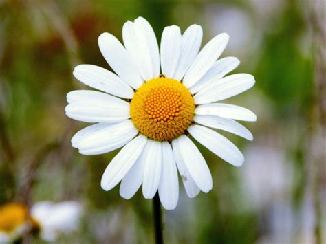 Questo fiore simboleggia l'arcobaleno ed è uno dei fiori primaverili più semplici e il suo stesso nome deriva dal latino e significa fiore che nasce prima. Nomi e Immagini di Fiori di Primavera (30 Foto ...