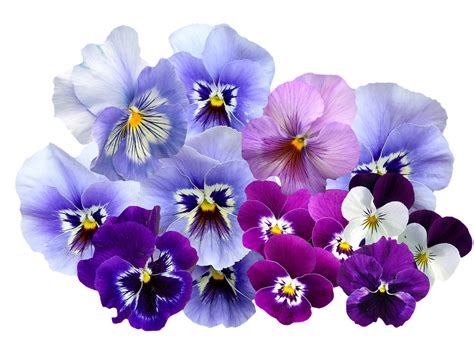 Vedi la nostra fiori png selezione dei migliori articoli speciali o personalizzati, fatti a mano dai nostri attività creative per bambini negozi. PNG Violets Flowers Transparent Violets Flowers.PNG Images. | PlusPNG