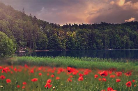 Landscape Nature Beautiful Trees Forest Lake Flowers Weather