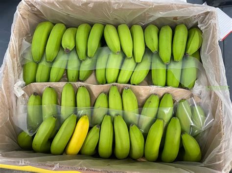 Cavendish Fresh Banana 5 Loads Salvex