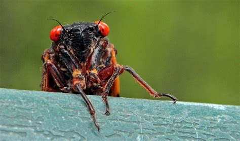 Billions Of Screeching Cicadas To Invade Eastern Us Rare