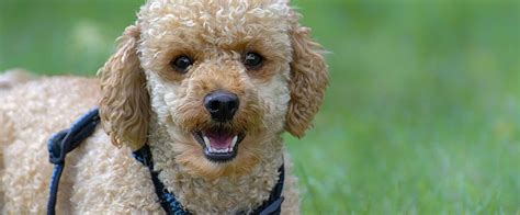 Feeding your dog a com. 7 Best Dog Food for a Poodle - Vet-Recommended Options!