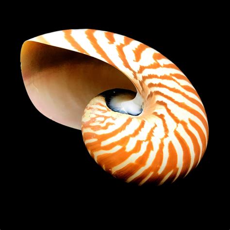Large Chambered Nautilus Sea Shell Rare Natural Display Etsy