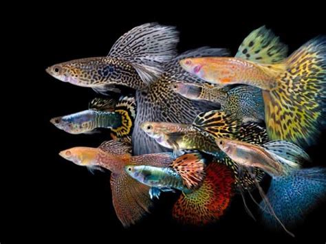 Are Guppies Schooling Fish Minimum Size For Schooling Fish Parlor