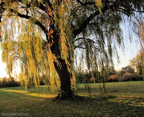 7 Fast Growing Shade Trees For Your Pasture Hobby Farms