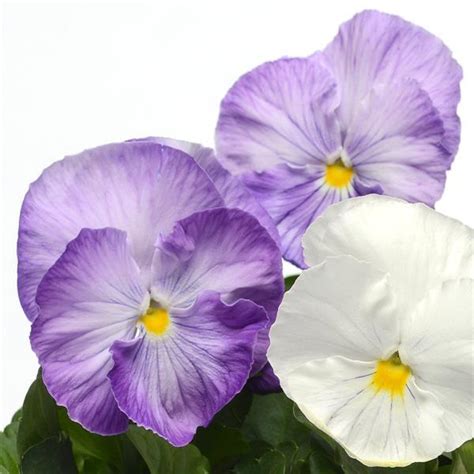 Spring Matrix Blue Pansy