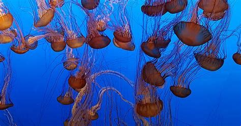 Jellies At The Monterey Bay Aquarium Album On Imgur