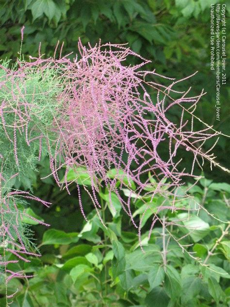 Flowering plants, also known as angiospermae (/ ˌ æ n dʒ i oʊ ˈ s p ɜːr m iː /), meaning enclosed seeds in greek, are the most diverse group of land plants with 64 orders, 416 families, approximately 13,000 known genera and 300,000 known species. Plant Identification: Shrub with pine needle-like leaves ...