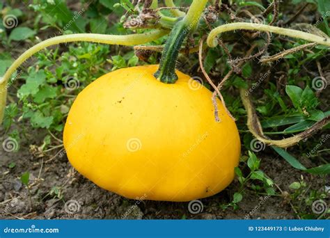 Pattypan Squash Bud On Plant Growing Vegetables Stock Image Image Of Gourmet Autumn 123449173