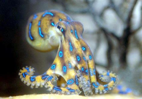 Blue Ringed Octopus Ocean Treasures Memorial Library