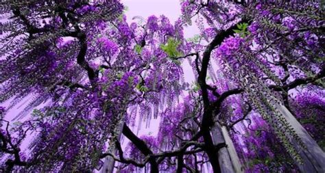 One of the most beautiful trees in michigan is the northern catalpa tree. One Of The Most Beautiful Flower Parks In The World!