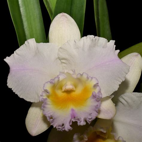 Rlc California Girl Orchid Library Orchid Club Of South Australia Inc