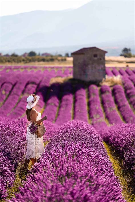 Complete Guide To Visiting The Lavender Fields In Provence France