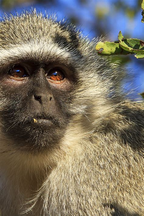 Vervet Monkeys Have Cute Black Faces And Blue Testicles They Gather In