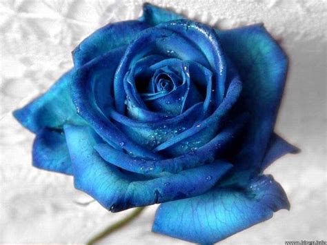 roses-photo-colorful-roses-blue-roses,-blue-roses-wallpaper,-rose-seeds