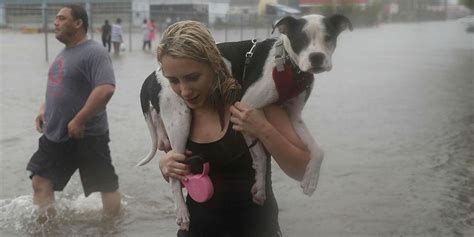 Rescuers Save 21 Dogs Trapped By Floods At Texas Pet Adoption Centre
