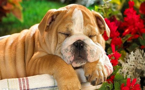 10 Cutest Medium Sized Dog Breeds Picture And Informationselect Your