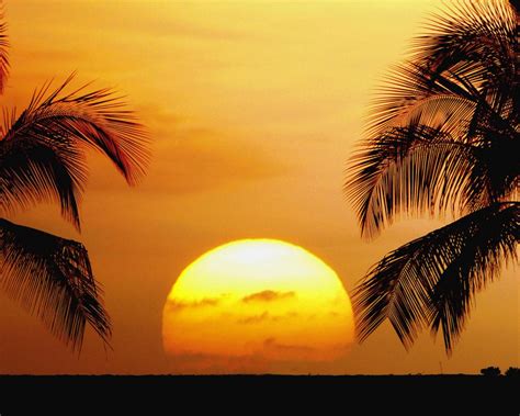 Free Download Tropical Beaches Beautiful Palm Trees Sunrise Sunset
