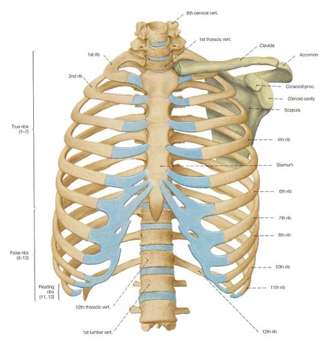 Muscles Over Rib Cage Anatomy Of Ribs Figure 1 From The Anatomy Of