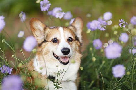 Discover more posts about floral wallpaper. dog side stories: Pembroke Welsh Corgi (Πέμπροκ Κόργκι Ουαλίας)
