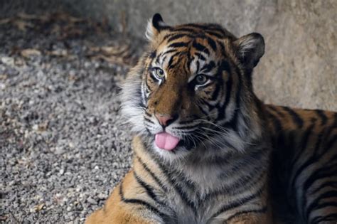 Extremely Rare Sumatran Tiger Blep Rblep