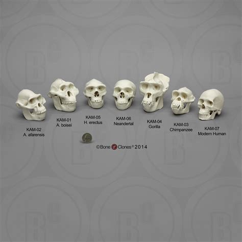 Set Of Primate Skulls Half Scale Bone Clones Inc Osteological Reproductions