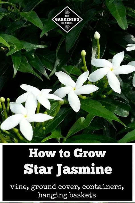 Click play on today's episode of the jasmine star show. Grow Star Jasmine as a vine, ground cover, in containers ...