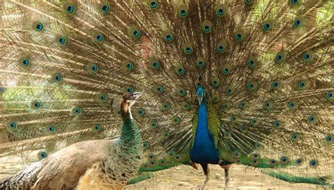 Visual Differences Between Male And Female Peacocks Female Peacock