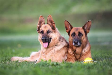 German Shepherd Dogs Outdoors In Summer Stock Image Image Of Head