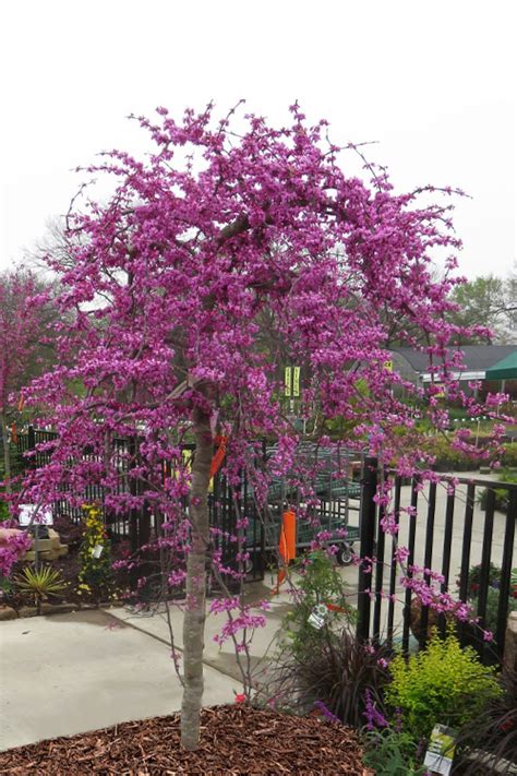 Buy Traveller Weeping Redbud Tree Free Shipping Wilson Bros Gardens