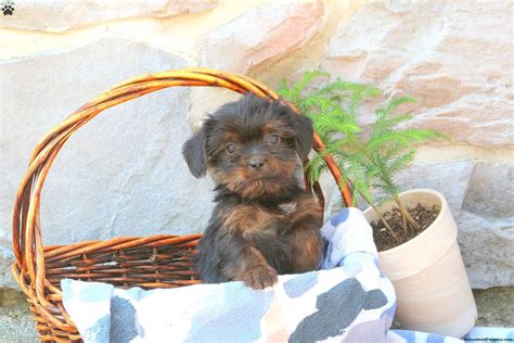 Black Yorkie Mix