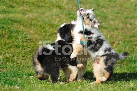 Australian Shepherd Aussie Puppies Playing With Toy Stock