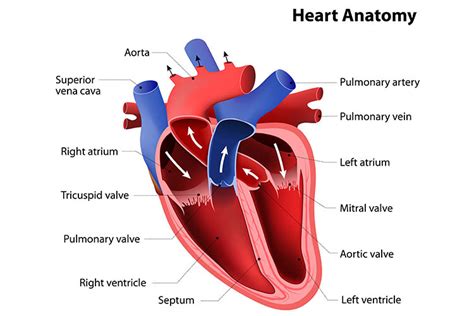 Heart murmurs occasionally occur in cats and may be an indication of heart disease. Heart Murmur? Listening For Heart Sounds (With Audio)
