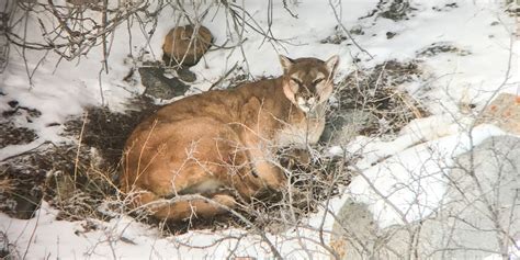 Yellowstone Cougars The Essence Of Stealth A Yellowstone Life