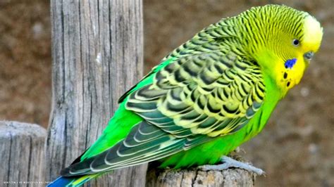 Budgie Australian Parrot Budgerigar Bird Green Hd