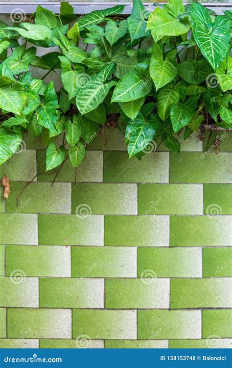 baldosas verdes foto de archivo imagen de exterior 158153748
