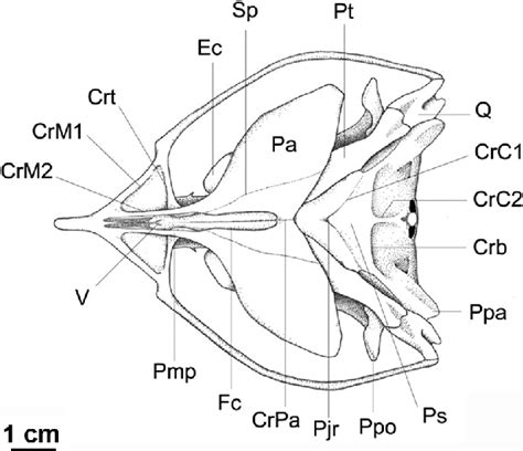 Vista ventral do crânio de Nyctibius grandis UMMZ Legenda Crb Download Scientific