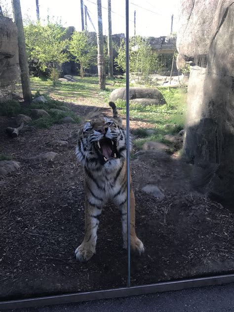 Tiger Teefies Welcome Indianapolis Zoo Rteefies