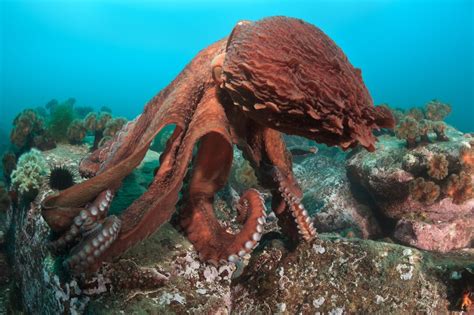 Although octopuses can survive out of water for a few minutes, they don't like really dry floors, said hanlon. Octopuses You Can't Even Believe Are Real