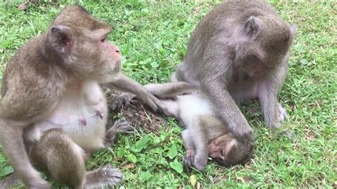 Look Amazing Monkeys Siting On The Ground Youtube