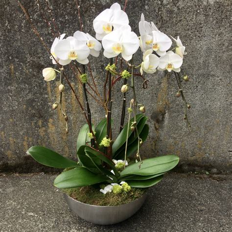 Phalaenopsis Orchid Plant Trio In Seattle Wa Fiori Floral Design