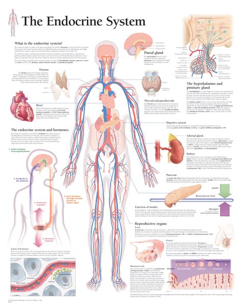 endocrine system anatomical wall chart endocrine system human anatomy and physiology body