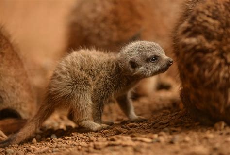 Four Baby Meerkats Born At Chester Zoo North Wales Live