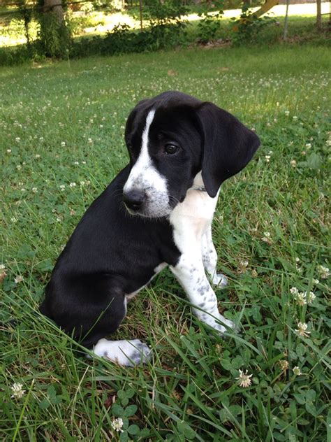Baby Bluetick Coonhound Mix With Border Collie Cute