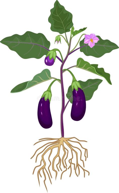Eggplant With Green Leaves Ripe Fruits Flower And Root System Stock