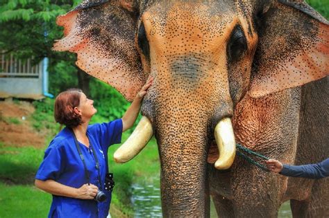 7 Behaviors That Prove Elephants Are Incredibly Smart Elephant