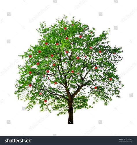 See more ideas about apple background, apple logo wallpaper, apple wallpaper. Apple Tree Isolated On White Background Stock Photo ...