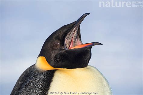 Stock Photo Of Emperor Penguin Aptenodytes Forsteri With Open Beak