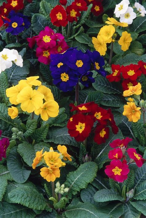Colorful Container Gardens For Chilly Weather Flower Show Winter