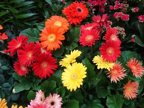 Home And Garden Blog Archive Beautiful African Daisy Gerbera Flowers